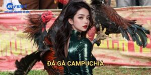 Đá Gà Campuchia F8bet: Trải Nghiệm Đấu Trường Gà Chọi Đẳng Cấp
